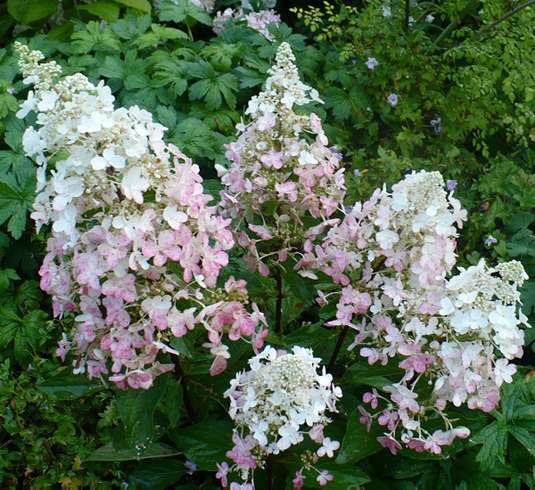 Гортензия метельчатая «Angels Blush» (Hydrangea paniculata «Angels Blus»)