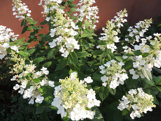 Гортензия метельчатая «Kyushu» (Hydrangea paniculata «Kyushu»)