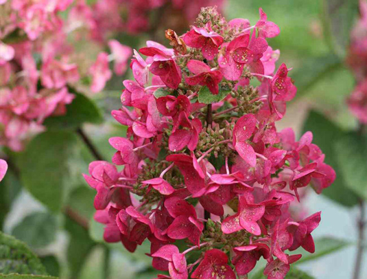 Гортензия метельчатая «Mega Mindy» (Hydrangea paniculata «Mega Mindy»)