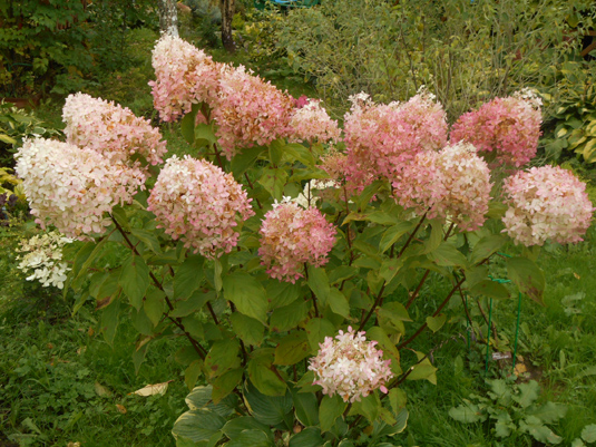 Гортензия метельчатая «Phantom» (Hydrangea paniculata «Phantom»)
