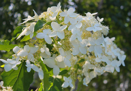 Гортензия метельчатая «Unique» (Hydrangea paniculata «Unique»)