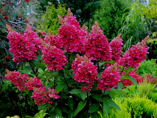 Гортензия метельчатая «Wims Red» (Hydrangea paniculata «Wims Red»)