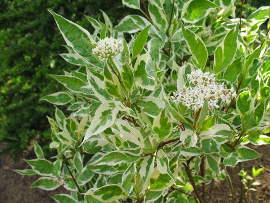 Дерен белый «Argenteomarginata» (Cornus alba «Argenteomarginata»)