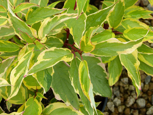 Дерен белый «Gouchaultii» (Cornus alba «Gouchaultii»)