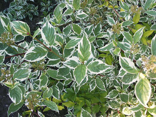 Дерен белый «Sibirica Variegata» (Cornus alba «Sibirica Variegata»)