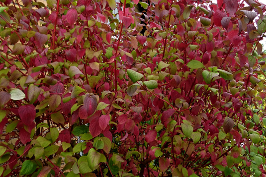 Дерен кроваво-красный (Cornus sanguinea)