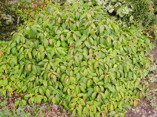 Дерен отпрысковый «Kelsey» (Cornus stolonifera «Kelsey»)