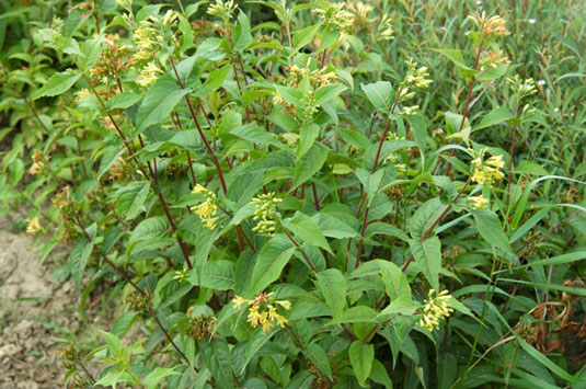 Диервилла жимолостная (Diervilla lonicera)