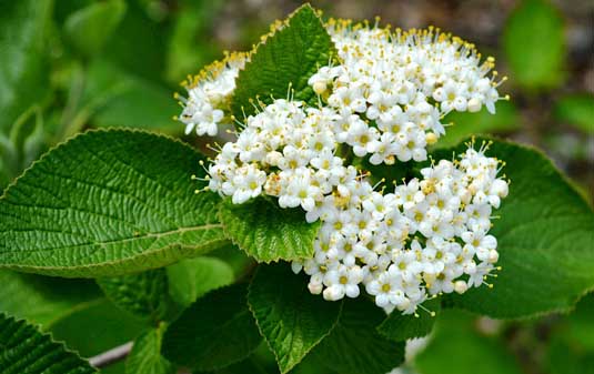 Калина гордовина (Viburnum lantana)