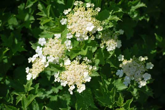 Калина обыкновенная «Compactum» (Viburnum opulus «Compactum»)
