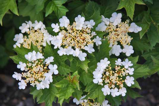 Калина обыкновенная «Nanum» (Viburnum opulus «Nanum»)