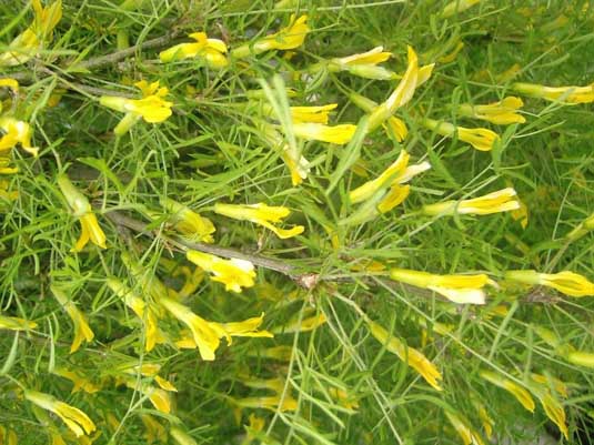 Карагана древовидная «Pendula» (Caragana arborescens «Pendula»)