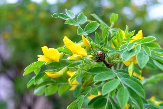 Карагана кустарниковая (Caragana fruticosa)