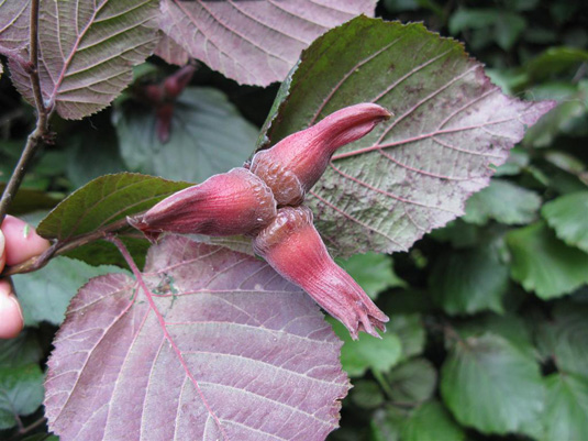 Лещина крупная «Purpurea» (Corylus maxima «Purpurea»)