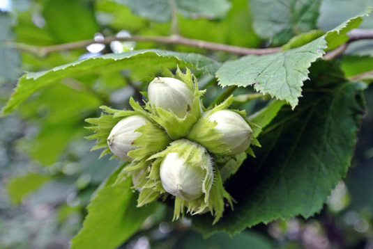 Лещина обыкновенная (Corylus avellana)