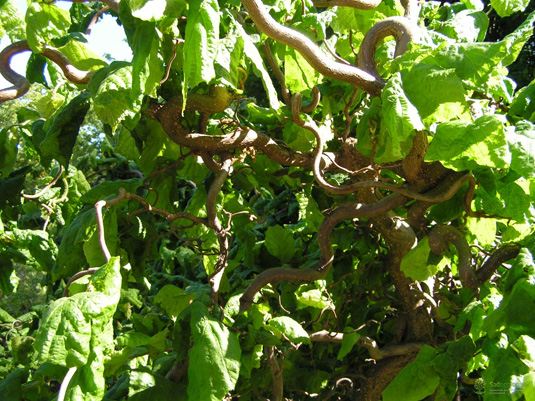 Лещина обыкновенная «Contorta» (Corylus avellana «Contorta»)