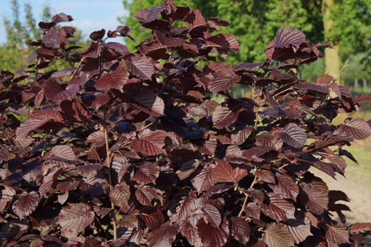 Лещина обыкновенная «Purpurea» (Corylus avellana «Purpurea»)
