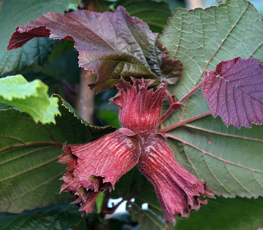 Лещина обыкновенная «Rode Zellernoot» (Corylus avellana «Rode Zellernoot»)