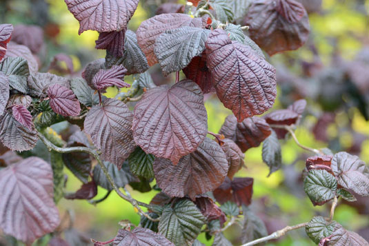 Лещина обыкновенная «Syrena» (Corylus avellana «Syrena»)