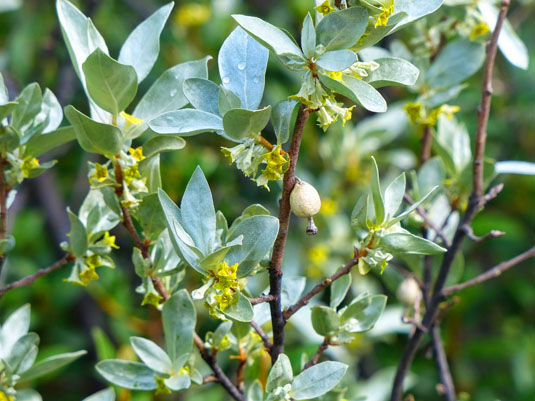 Лох серебристный (Elaeagnus argentea)