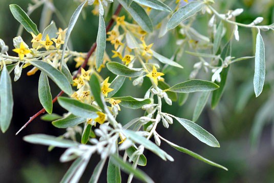 Лох узколистный (Elaeagnus angustifolia)