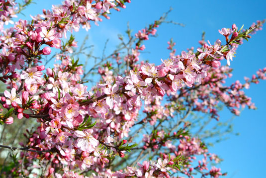 Миндаль низкий (Prunus tenella)