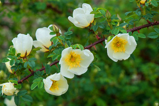 Роза колючейшая (Rosa spinosissima)