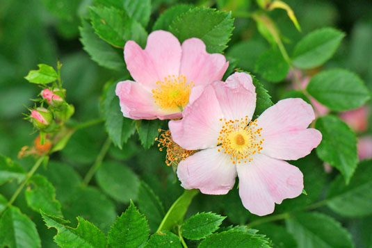 Роза леуканта (Rosa leukanta)