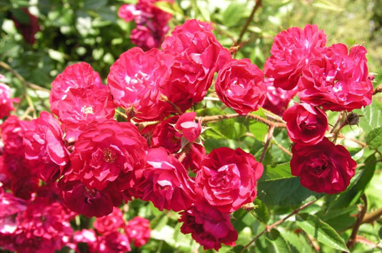 Роза миниатюрная «Alberich» (Rosa «Alberich»)