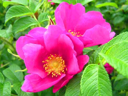 Роза морщинистая «Rubra» (Rosa rugosa «Rubra»)