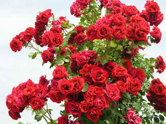 Роза плетистая (Rosa)