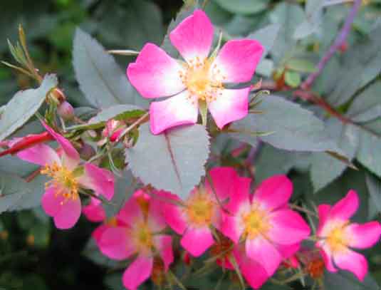Роза сизая (Rosa glauca)