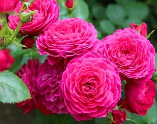 Роза флорибунда (Rosa «Domaine de St Jean de Beauregard»)  