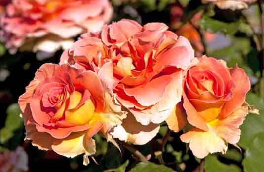 Роза флорибунда (Rosa)  