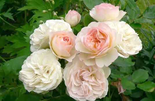 Роза флорибунда «Pastella» (Rosa «Pastella»)  