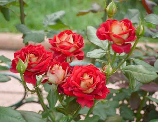 Роза чайно-гибридная (Rosa)