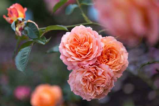 Роза шраб (Rosa)