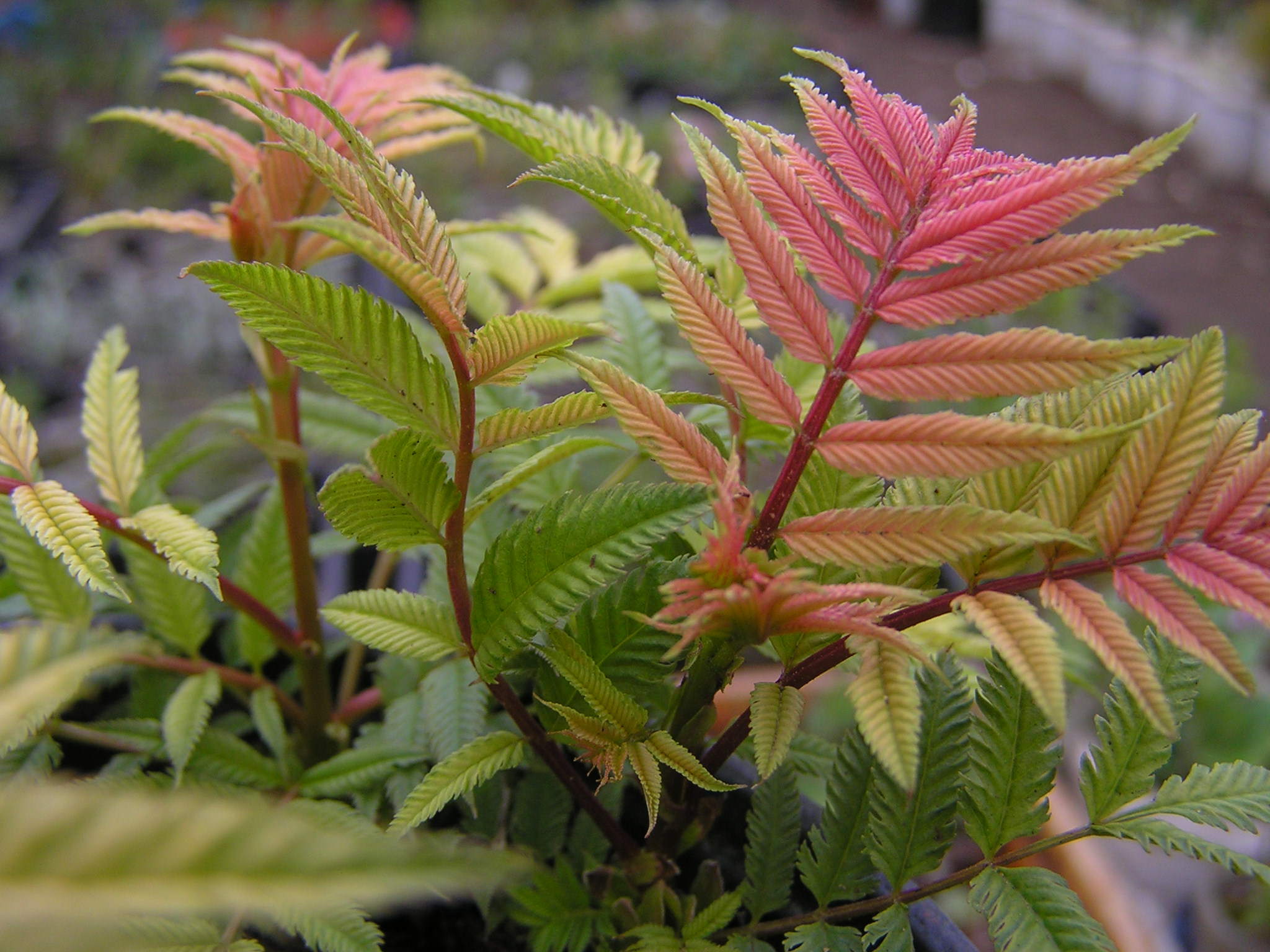 Рябинник рябинолистный (Sorbaria sorbifolia)