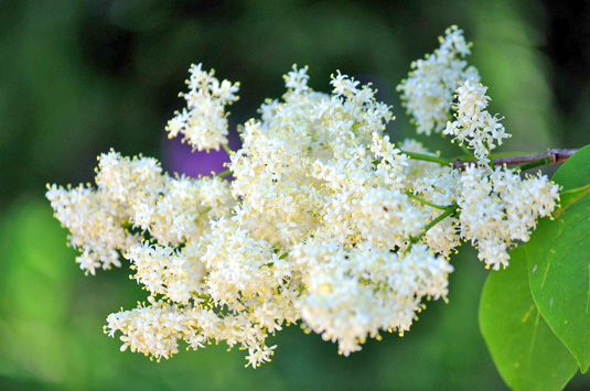 Сирень амурская (Syrínga amurénsis)