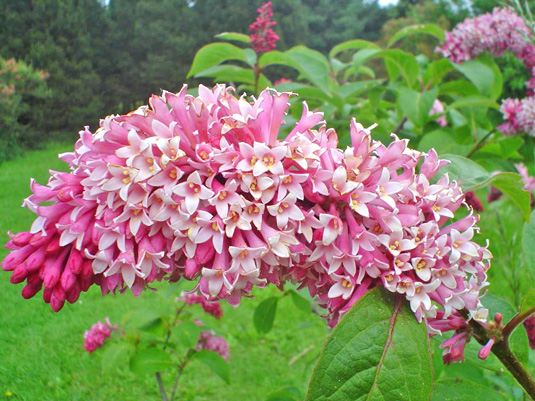 Сирень венгерская (Syringa josikaea)
