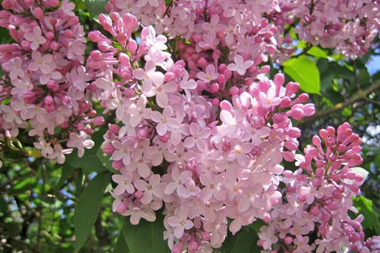 Сирень гиацинтовая (Syringa xhyacinthiflora)