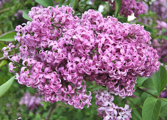 Сирень китайская (Syringa xchinensis)