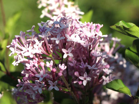 Сирень Мейера «Palibin» (Syringa meyeri «Palibin»)