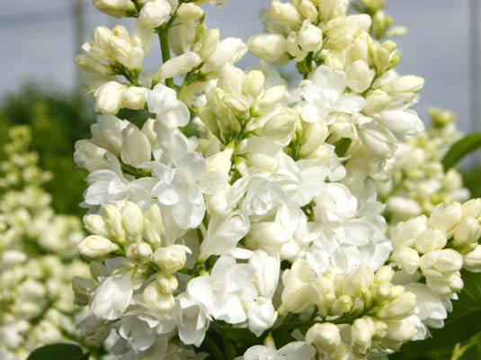Сирень обыкновенная «Alice Harding» (Syringa vulgaris «Alice Harding»)