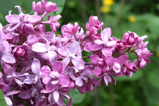Сирень обыкновенная «Bogdan Khmelnitsky» (Syringa vulgaris «Bogdan Khmelnitsky»)