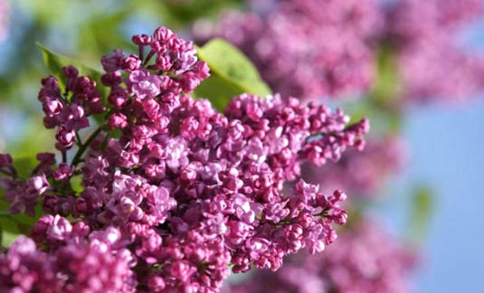 Сирень обыкновенная «Gajzinkalns (Syringa vulgaris «Gajzinkalns»)