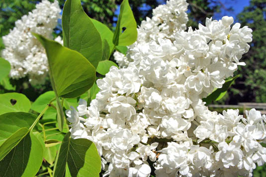 Сирень обыкновенная «Liega» (Syringa vulgaris «Liega»)
