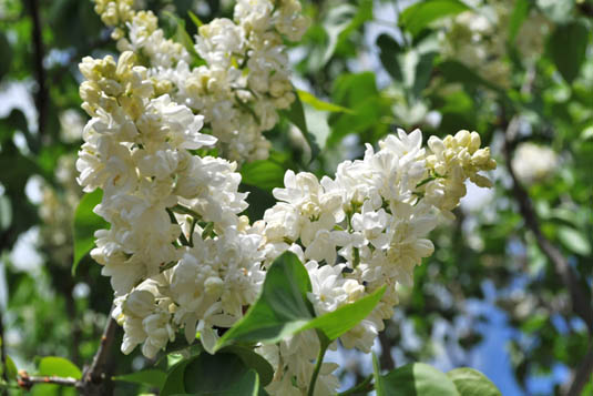 Сирень обыкновенная «Madame Lemoine» (Syringa vulgaris «Madame Lemoine»)