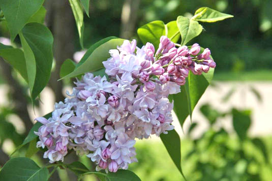 Сирень обыкновенная «Marshal Vasilevskiy» (Syringa vulgaris «Marshal Vasilevskiy»)