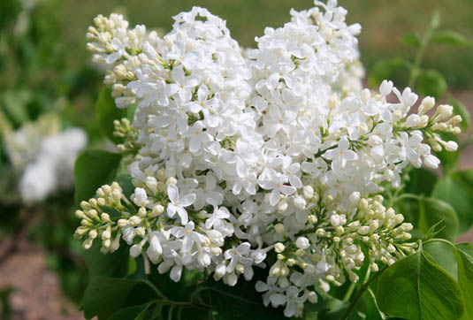 Сирень обыкновенная «Mazais Princis 2» (Syringa vulgaris «Mazais Princis 2»)